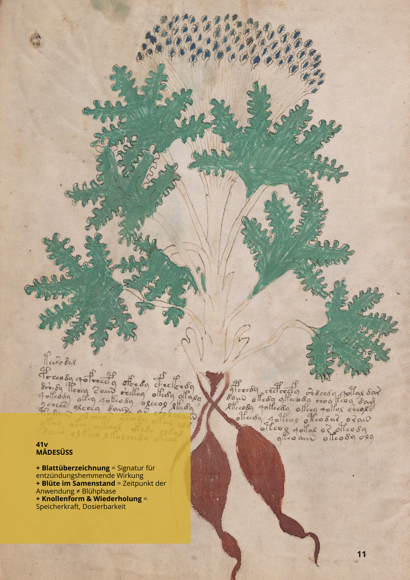 Olmaria - FILIPENDULA ULMARIA - 41v - Mädesüß Olmaria - FILIPENDULA ULMARIA - 41v - Mädesüß