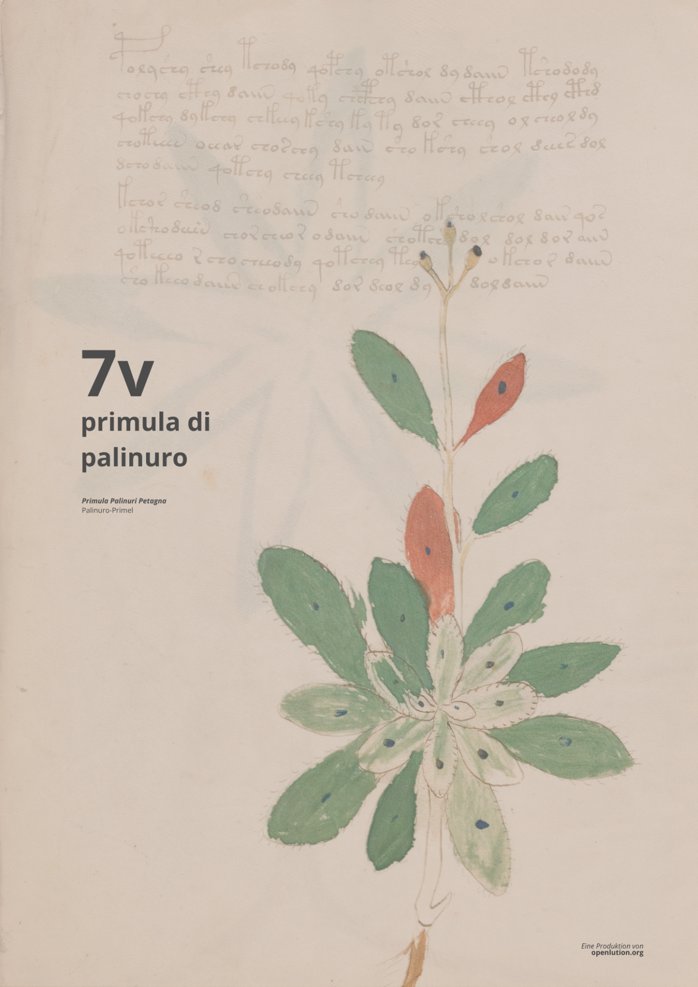 Primula Di Palinuro - Beinecke MS 408 - f7v Palinuro-Blume - 7v - PRIMULA PALINURI PETAGNA - Primula Di Palinuro im Set der Geokoordinaten