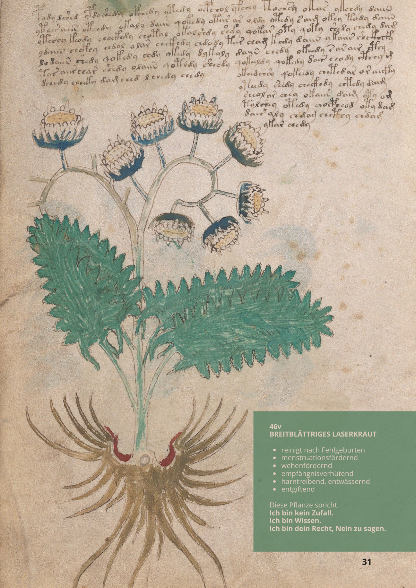 Laserpitio Sermontano - LASERPITIUM SILER - 46v - Berglaserkraut Laserpitio Sermontano - LASERPITIUM SILER - 46v - Berglaserkraut