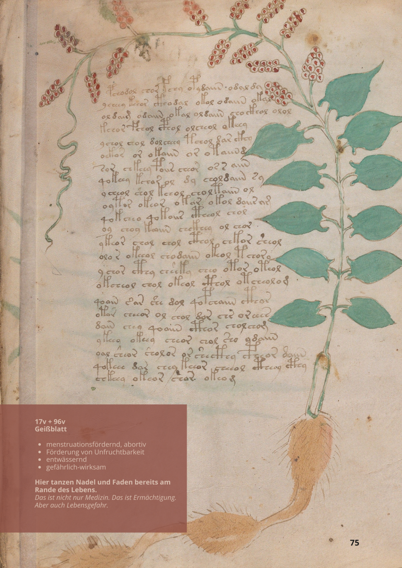 Caprifoglio Comune - LONICERA CAPRIFOLIUM - 17v - Geißblatt Caprifoglio Comune - LONICERA CAPRIFOLIUM - 17v - Geißblatt