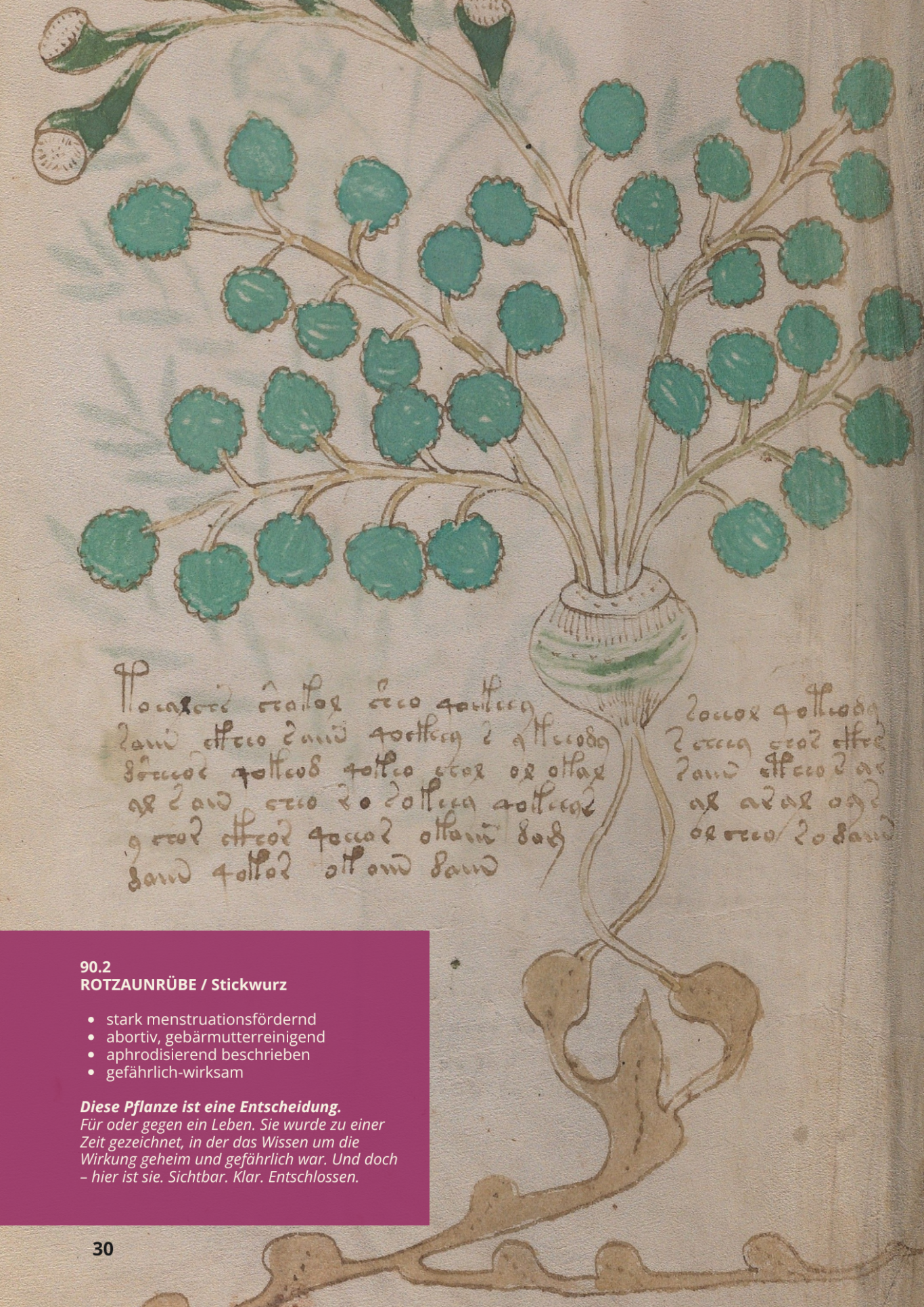 Beinecke MS 408 - Folio 90.2 - Vite Bianca - BRYONIA DIOICA - Zaunrübe Beinecke MS 408 - Folio 90.2 - Vite Bianca - BRYONIA DIOICA - Zaunrübe