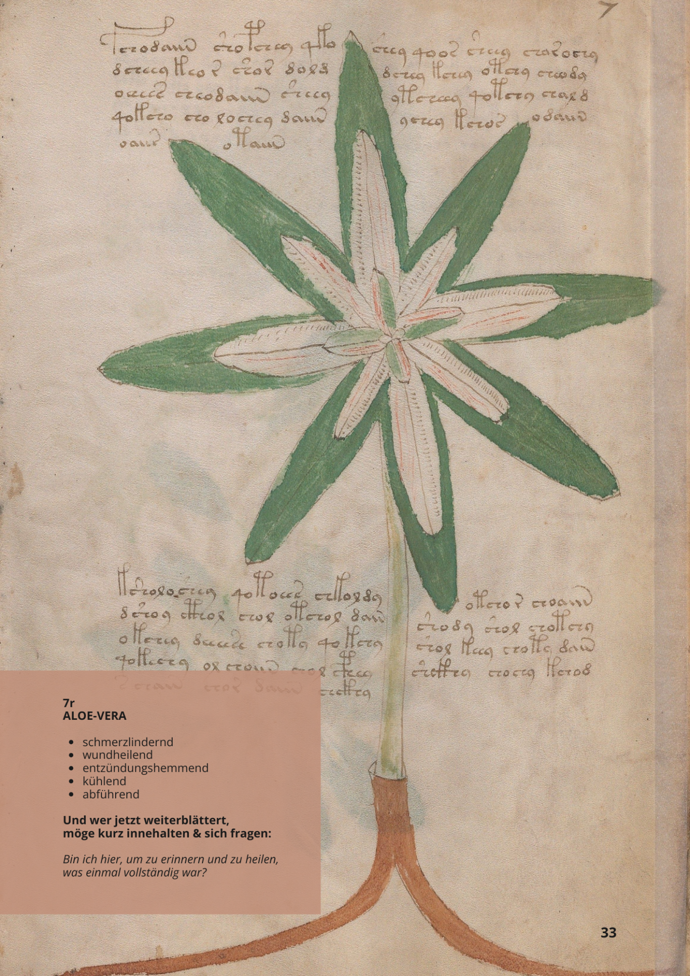 Aloe - ALOE VERA - 7r - Aloe-Vera Aloe - ALOE VERA - 7r - Aloe-Vera