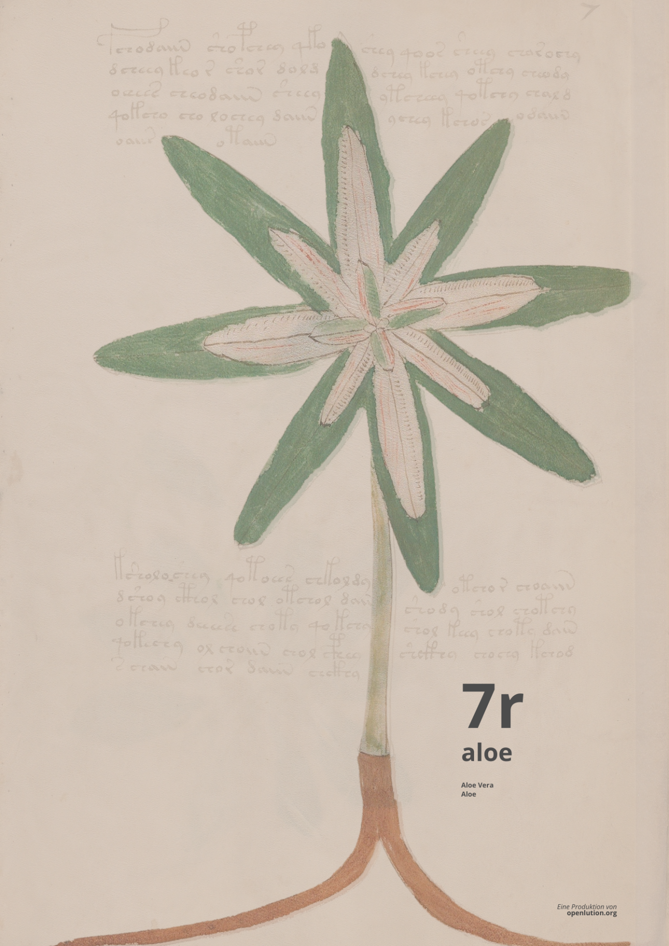 Aloe - Beinecke MS 408 - 7r Aloe Vera - 7r - ALOE VERA - Aloe im Set der Geokoordinaten