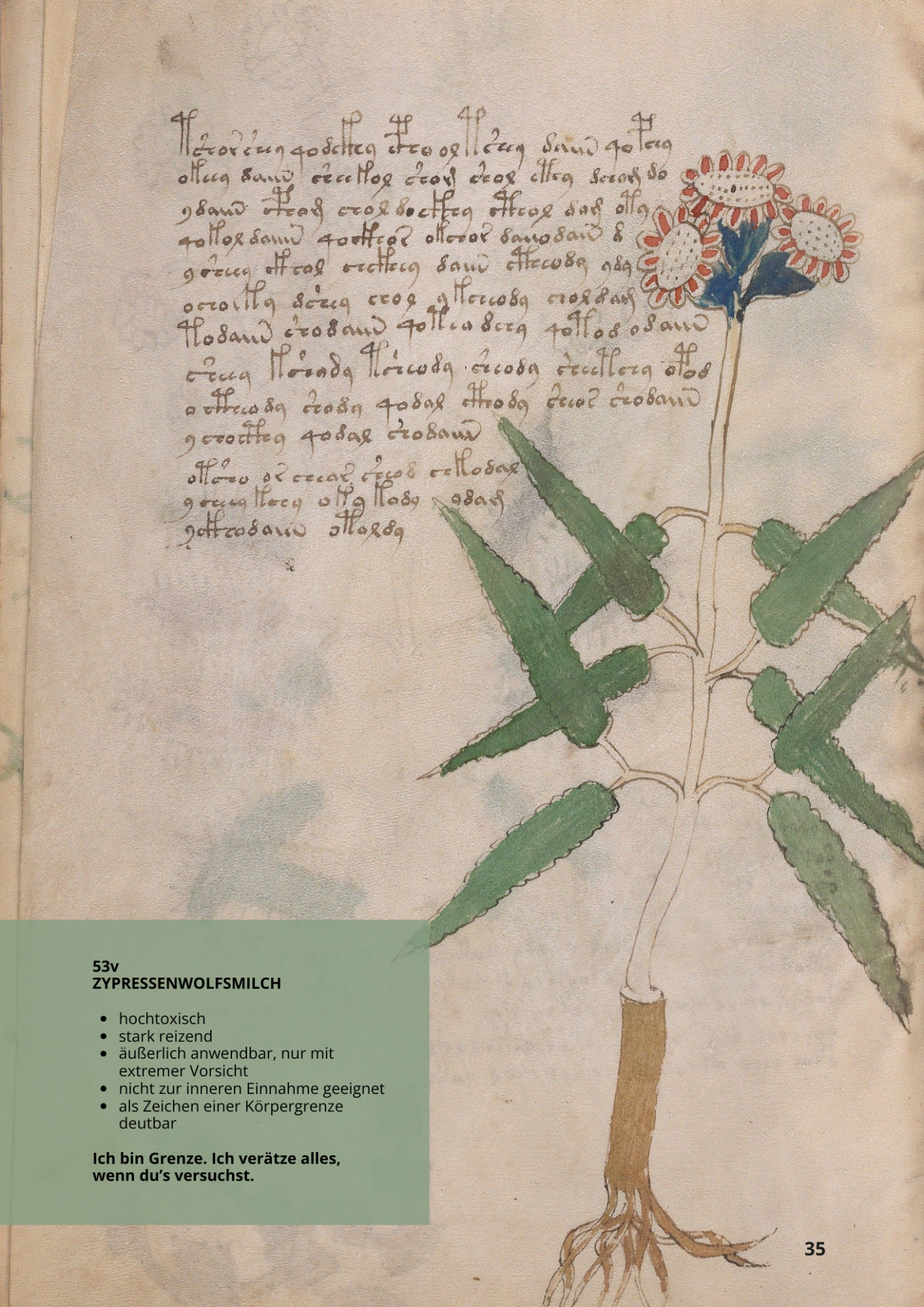Euforbia Cipressina - EUPHORBIA CYPARISSIAS - 53v - Zypressenwolfsmilch Euforbia Cipressina - EUPHORBIA CYPARISSIAS - 53v - Zypressenwolfsmilch