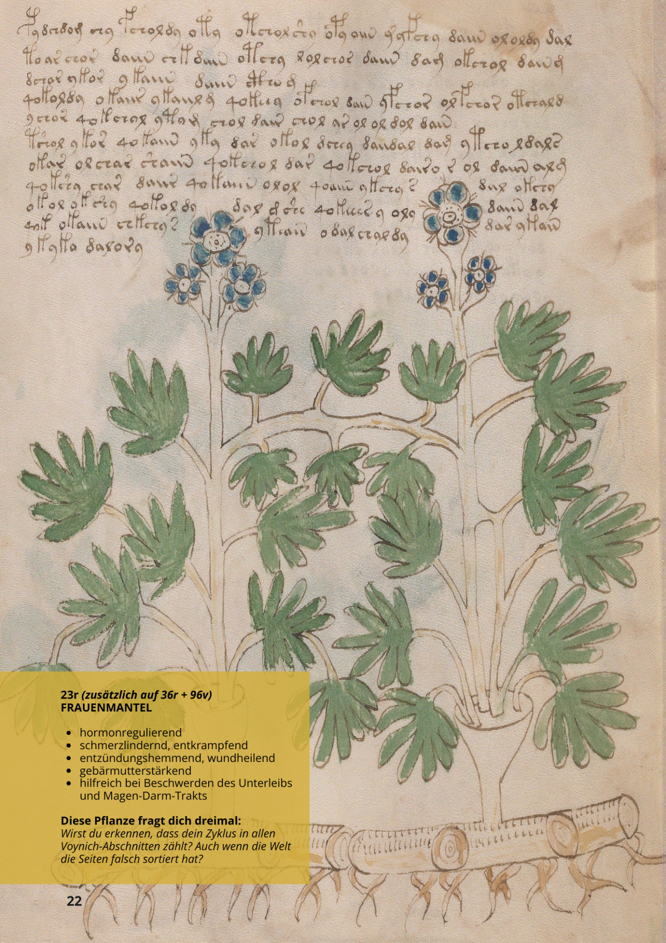 Erba Stella - ALCHEMILLA MOLLIS - 23r - Weicher Frauenmantel Erba Stella - ALCHEMILLA MOLLIS - 23r - Weicher Frauenmantel