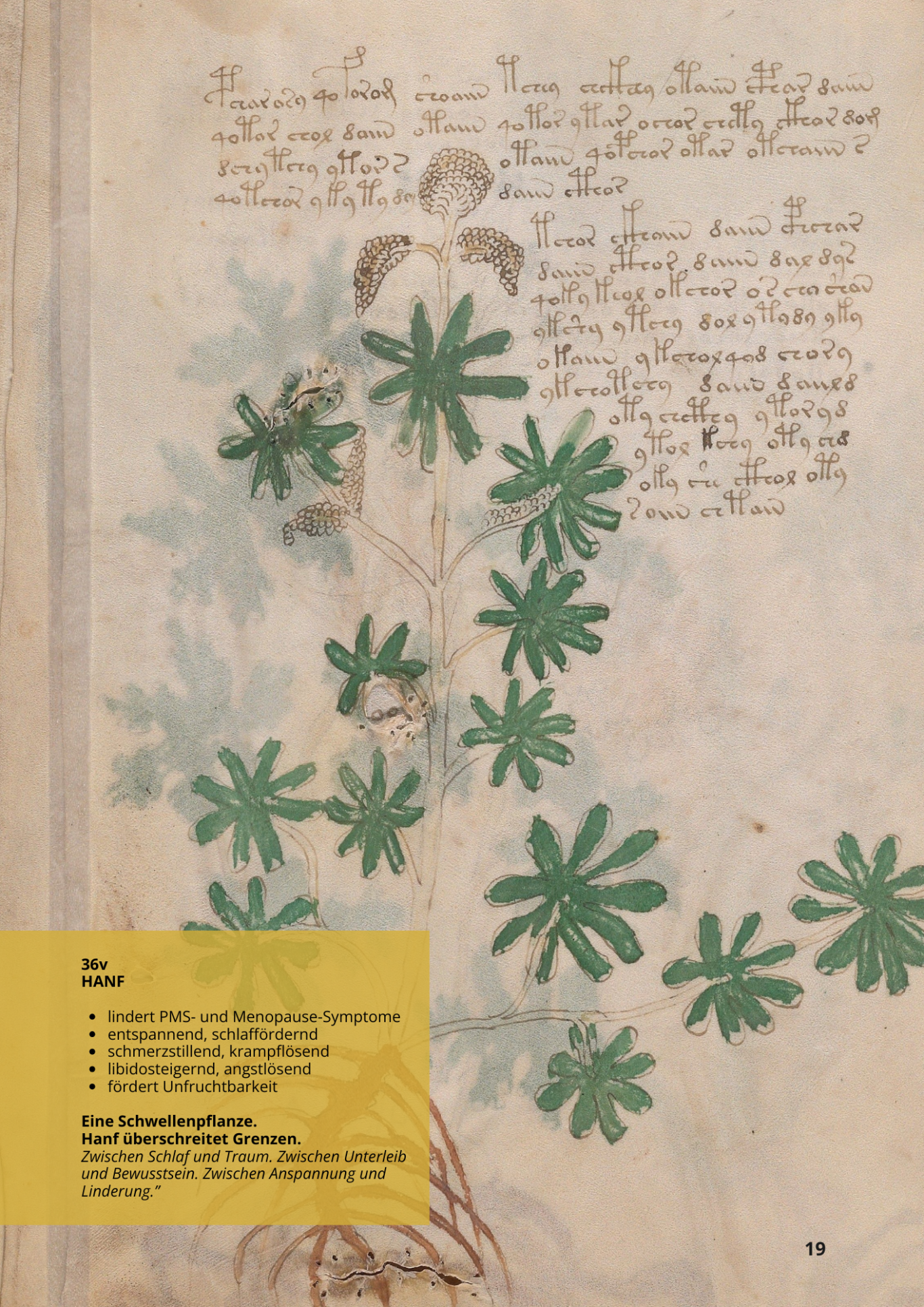 Beinecke MS 408 - Folio 36v - Canapa - CANABIS SATIVA - Hanf Beinecke MS 408 - Folio 36v - Canapa - CANABIS SATIVA - Hanf