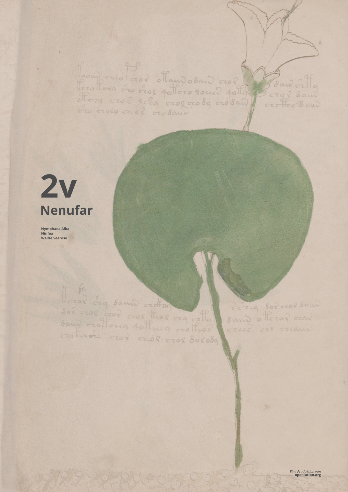 Nenufar - Beinecke MS 408 - f2v Seerose - 2v - NYMPHAEA ALBA - Nenufar im Set der Geokoordinaten