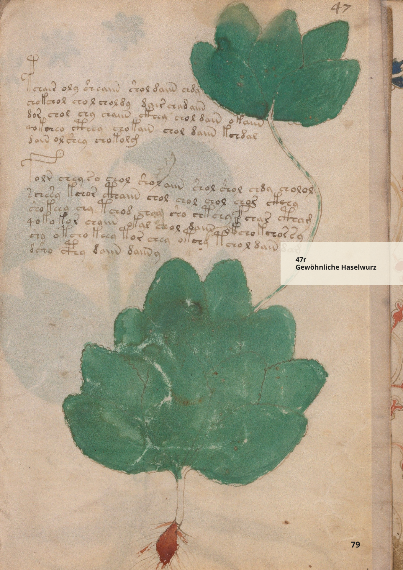 Beinecke MS 408 - Folio 47r - Bacarro Comune - ASARUM EUROPAEUM - Haselwurz Beinecke MS 408 - Folio 47r - Bacarro Comune - ASARUM EUROPAEUM - Haselwurz