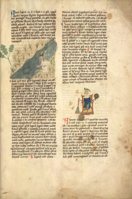 MS Egerton 747 - Tractatus de herbis - Ligno Aloe