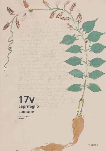 Beinecke MS 408 - Folio 17v trägt ein OP-Besteck