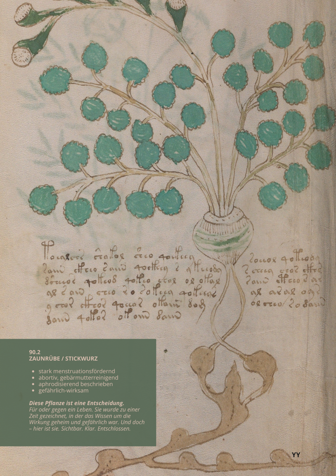 Vite Bianca - BRYONIA DIOICA - 90.2 - Weißzaunrübe Vite Bianca - BRYONIA DIOICA - 90.2 - Weißzaunrübe