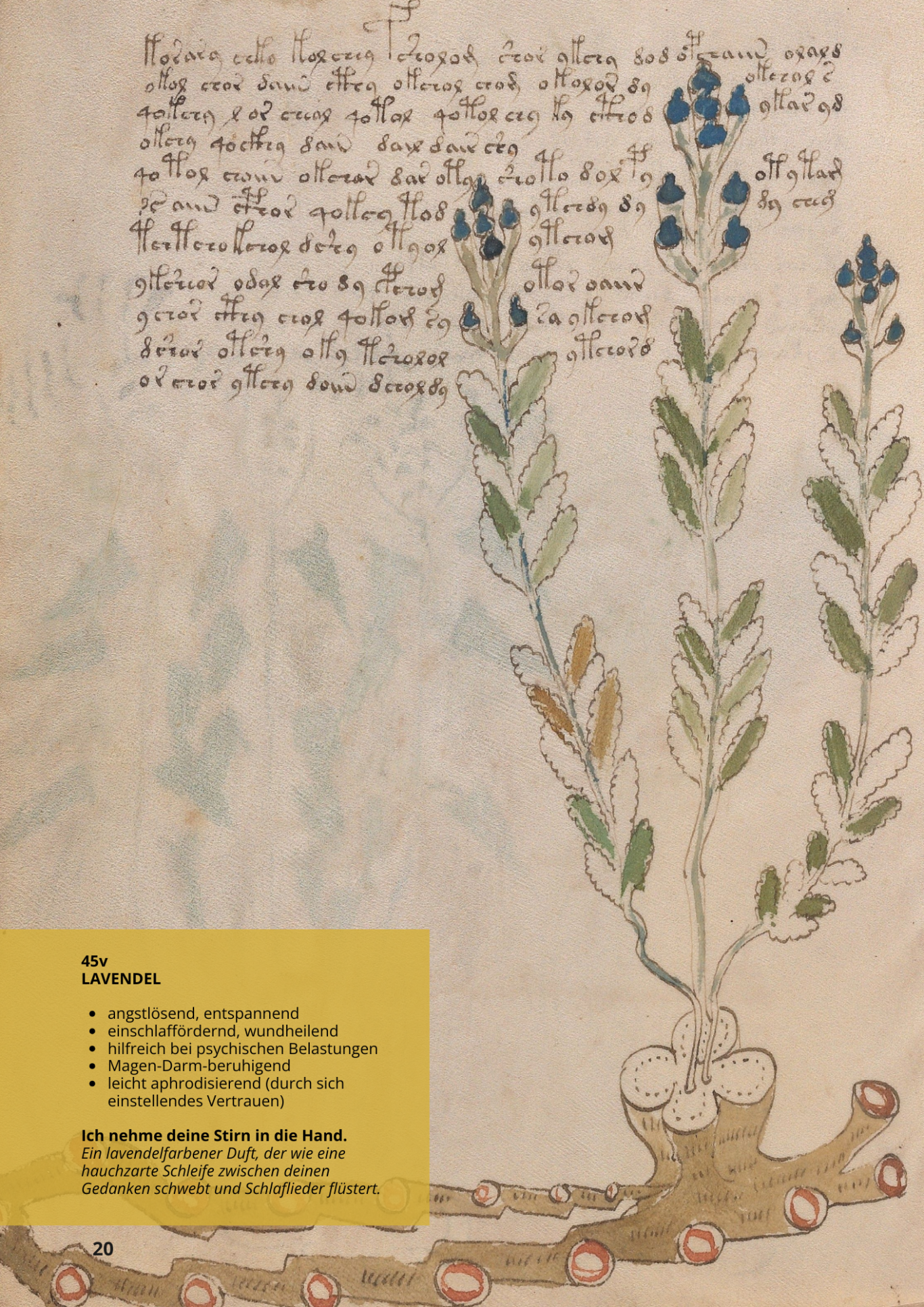 Spigo - Lavanda - LAVANDULA ANGUSTIFOLIA - 45v - Lavendel Spigo - Lavanda - LAVANDULA ANGUSTIFOLIA - 45v - Lavendel