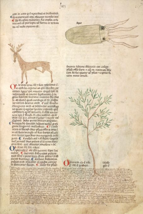 MS Egerton 747 - Tractatus de herbis - os de corde cervi