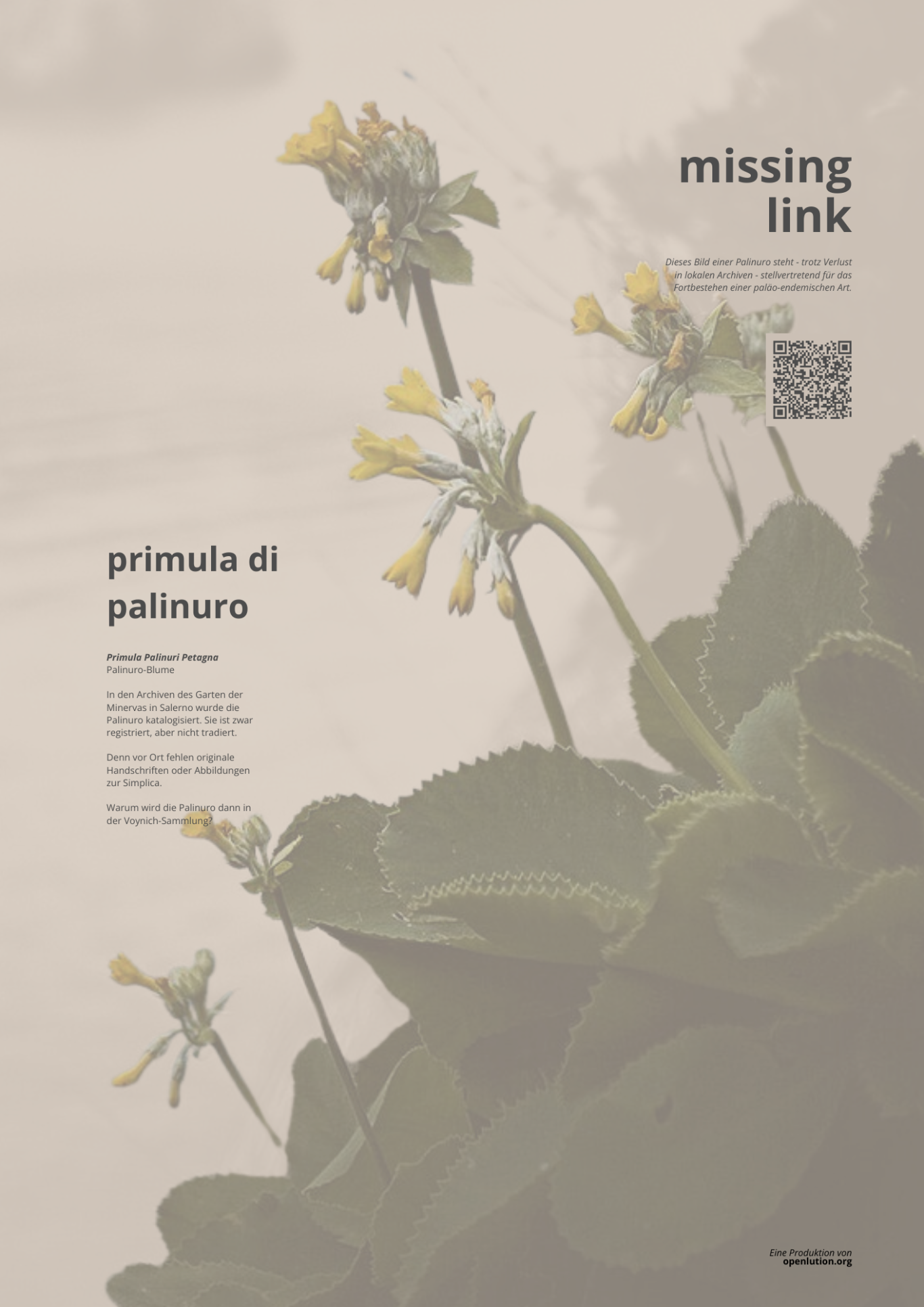 Missing Link - Wo sind die Originale zur Palinuro? Die Primula Palinuro ist in Salerno tradiert (katalogisiert), aber alle historischen Unterlagen sind bisher verloren