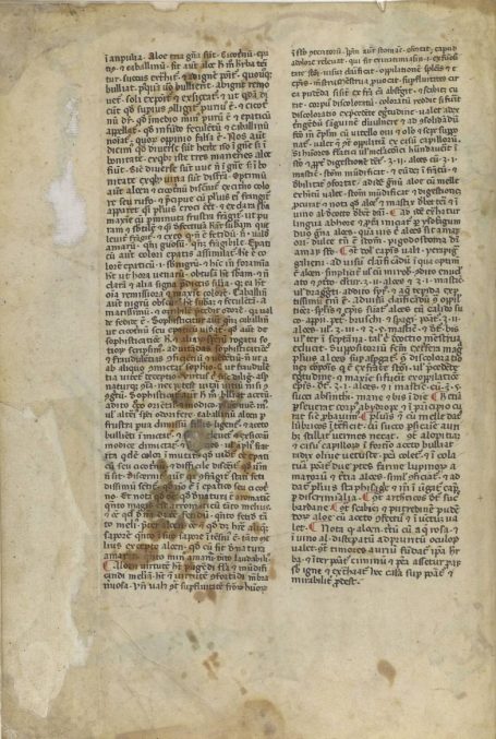 MS Egerton 747 - Tractatus de herbis - Starterfolio mit Aloe Vera