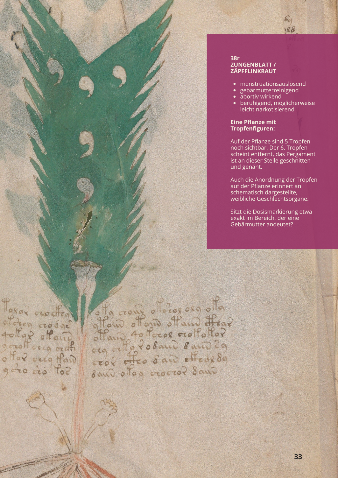 Ypoglossos - Bislingua - RUSCUS HYPOGLOSSOM - 38r Ypoglossos - Bislingua - RUSCUS HYPOGLOSSOM - 38r