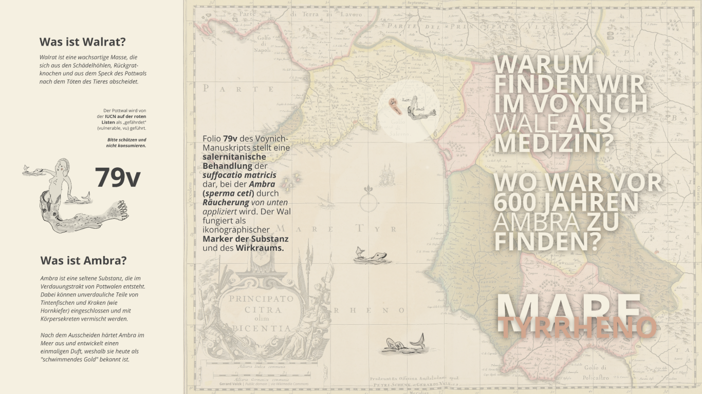 De Ambra (ambꝛe) findet man nur in Küstennähe - folio 79v - Voynich Manuskript De Ambra (ambꝛe) findet man nur in Küstennähe - folio 79v - Voynich Manuskript