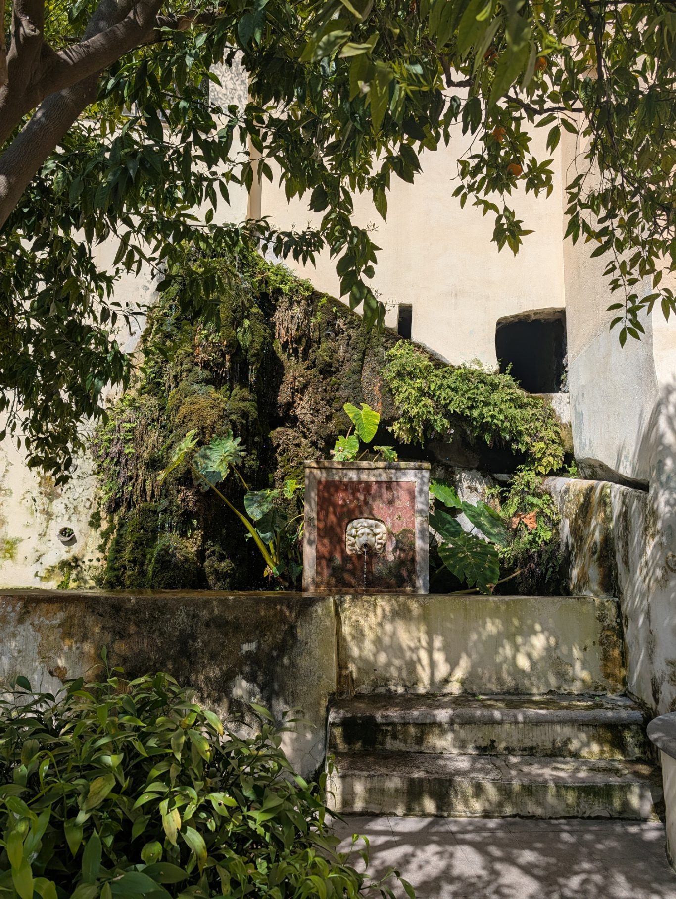 38r - Ypoglossos - Ruscus Hypoglossom im Giardino della Minerva 38r - Ypoglossos - Ruscus Hypoglossom im Giardino della Minerva
