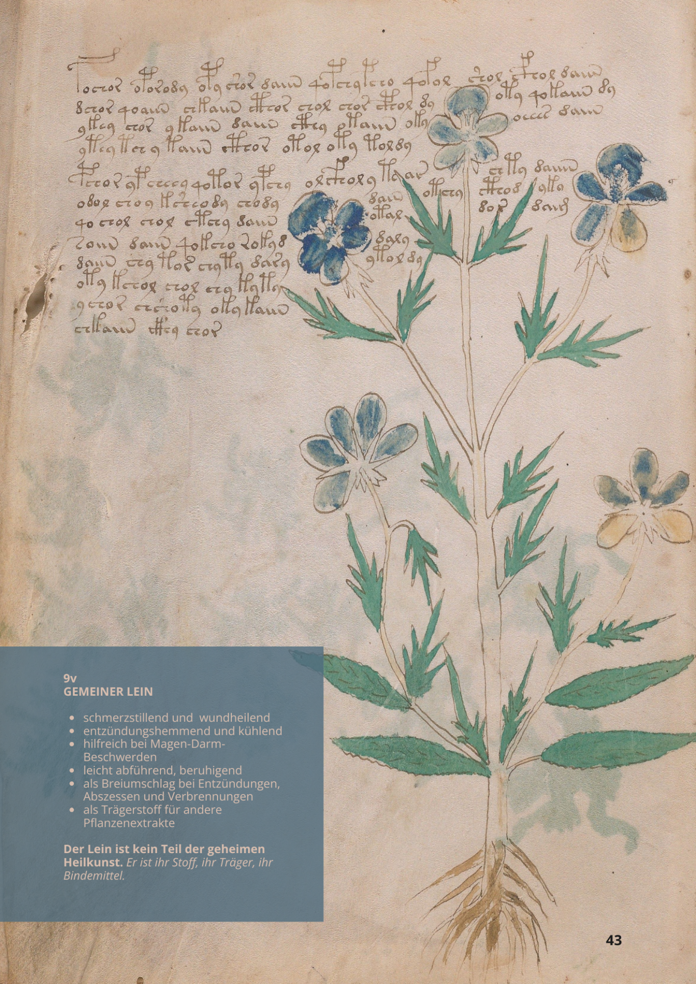 Lino - LINUM USITATISSIMUM - 9v - Gemeiner Lein Lino - LINUM USITATISSIMUM - 9v - Gemeiner Lein