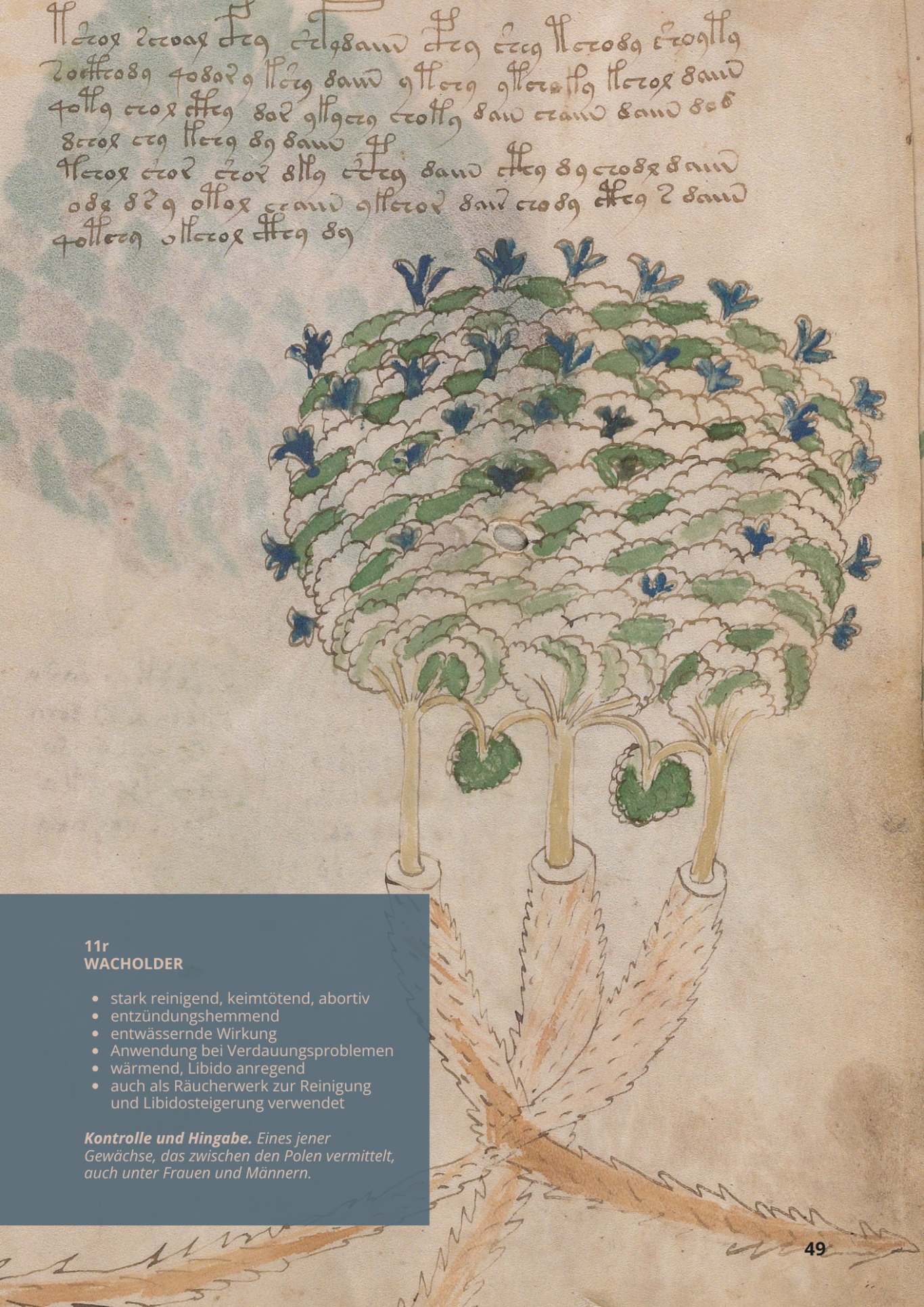 Ginepro Sabino - UNIPERUS SABINA - 11r - Stinkwacholder Ginepro Sabino - JUNIPERUS SABINA - 11r - Stinkwacholder