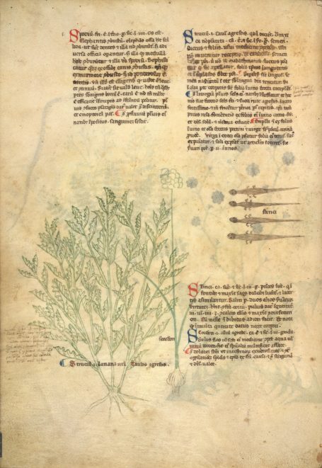 MS Egerton 747 - Tractatus de herbis - De stincis