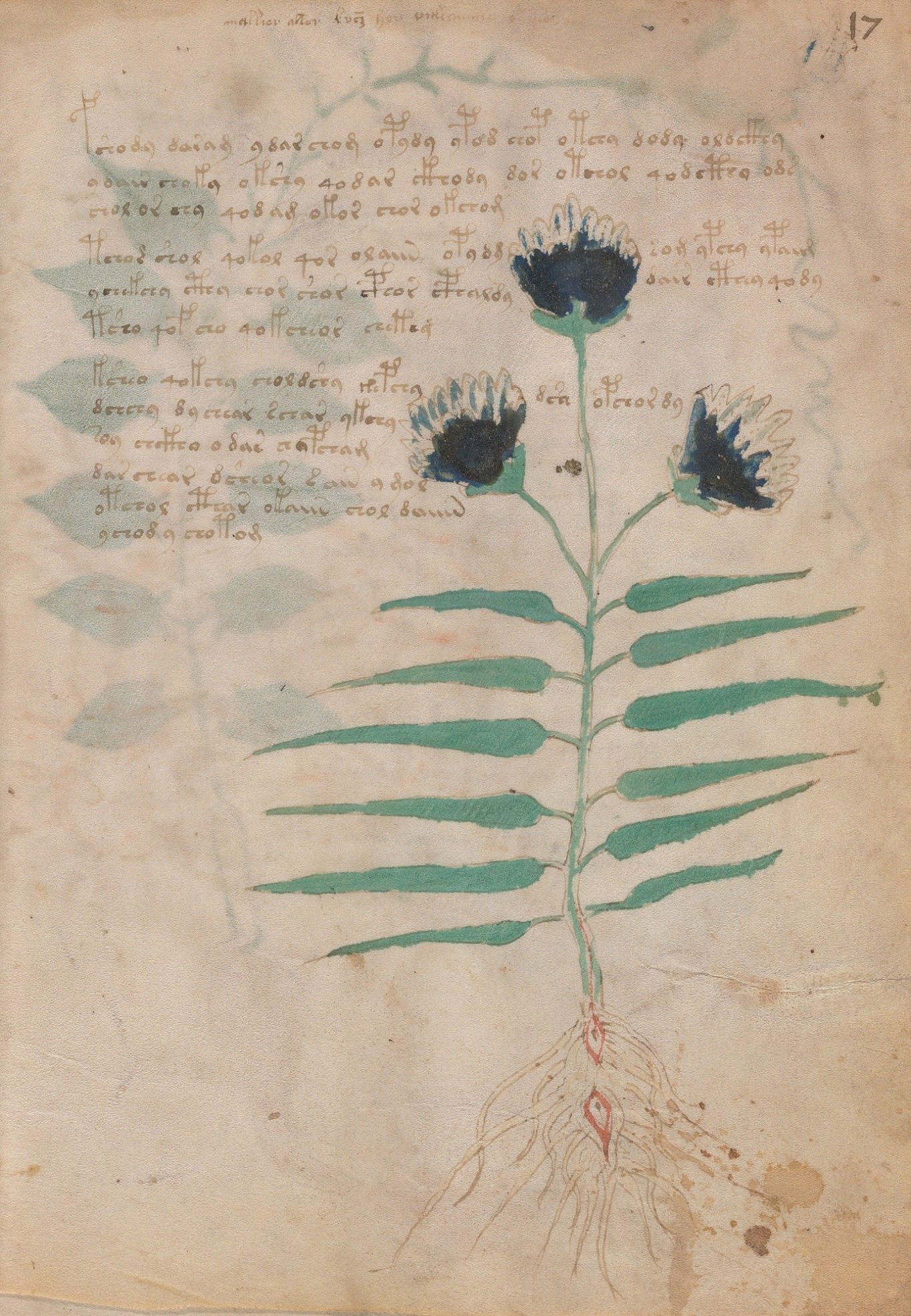 Cisto Purpureo - Folio 17r - Beinecke MS 408 Cisto Purpureo - Folio 17r - Beinecke MS 408