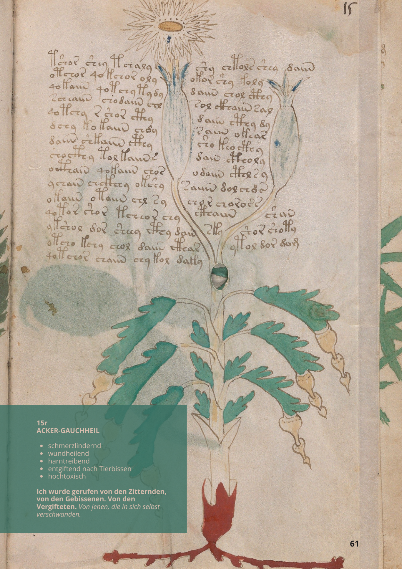 Centonchio Dei Campi - ANAGALLIS ARVENSIS - 15r- Ackergauchheil Centonchio Dei Campi - ANAGALLIS ARVENSIS - 15r- Ackergauchheil