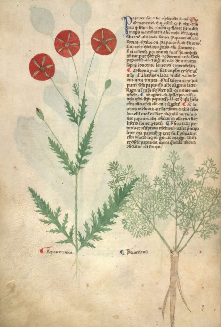 MS Egerton 747 - Tractatus de herbis - Papaver