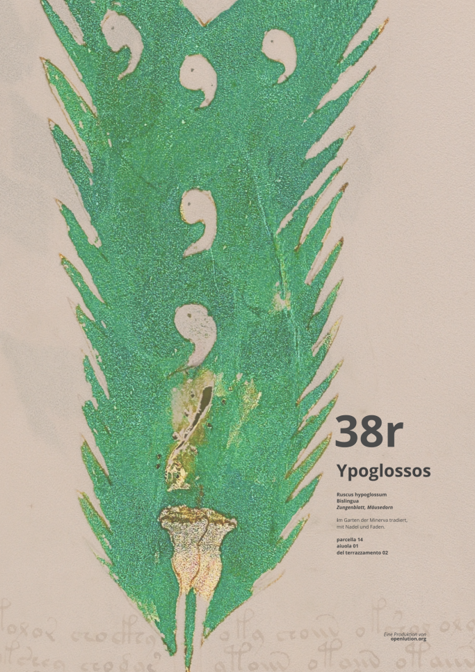 Beinecke MS 408 - Ypoglossos - Folio 38r trägt eine Nähtechnik für den Wundverschluss